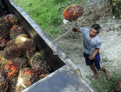 Mengenal POME, Limbah Sawit yang Jadi Sorotan dalam Kasus Penggeledahan Bea Cukai