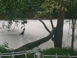 Pencemaran Sungai Cisadane Meluas, Limbah Pestisida Picu Kematian Ikan dan Ganggu Pasokan Air Warga
